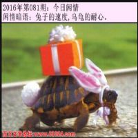 081期今日闲情：兔子的速度,乌龟的耐心。