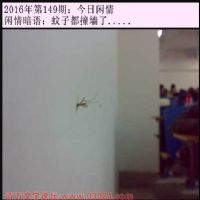 149期今日闲情：蚊子都撞墙了.....